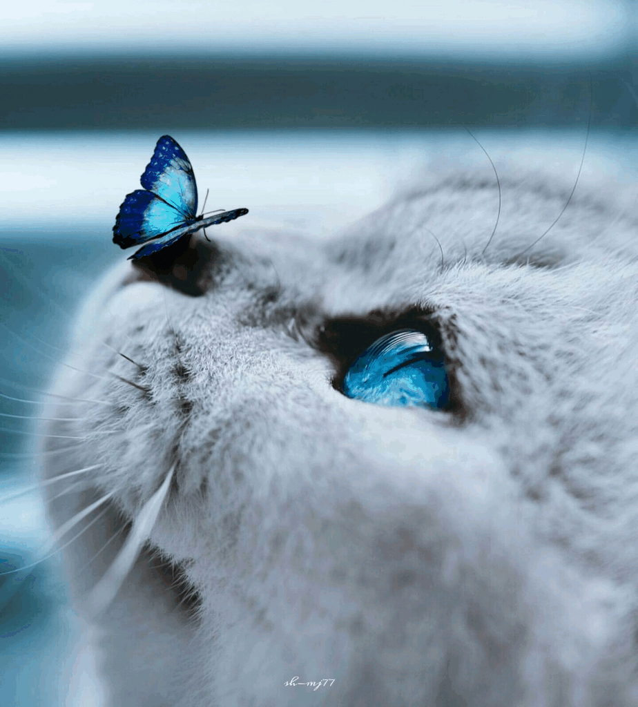butterfly cat