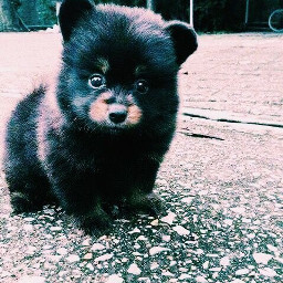 freetoedit zoo cute bear baby