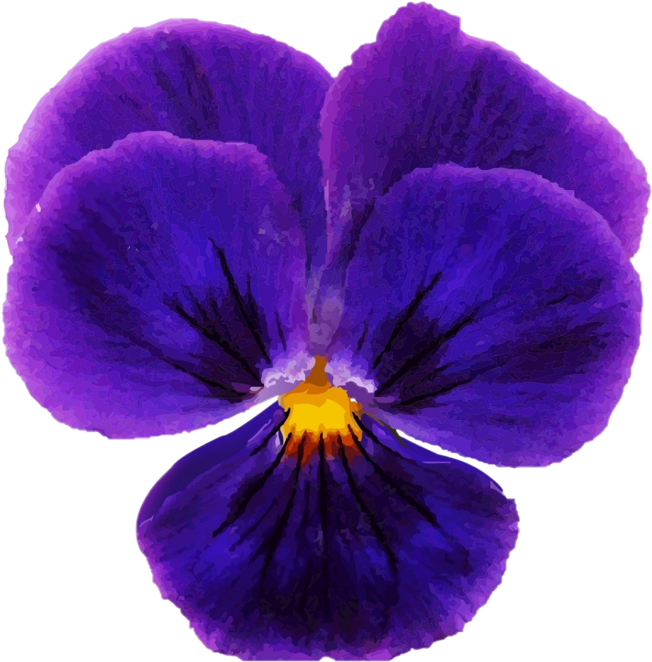 freetoedit purple pansy pansies flower sticker by @haelilulu