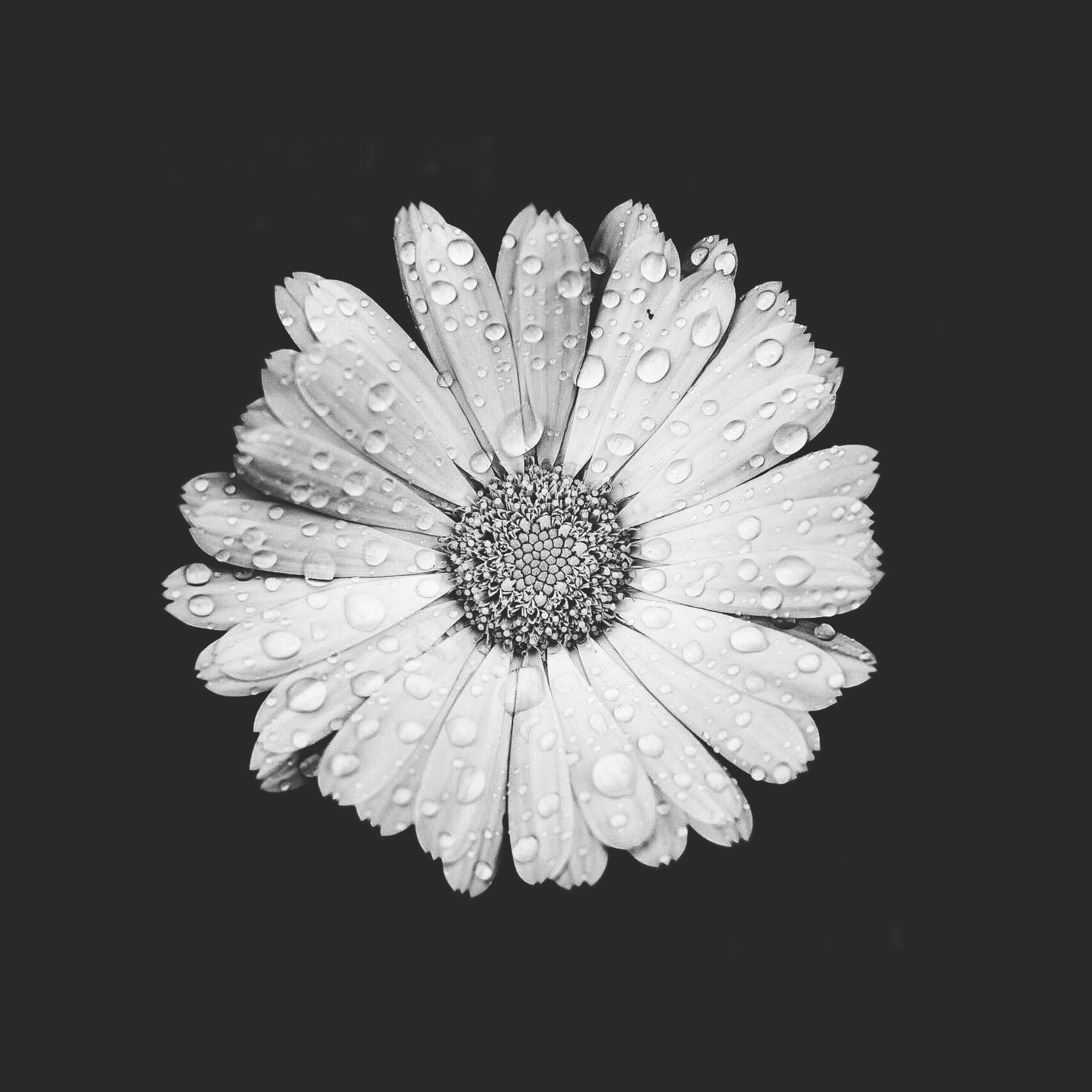 #singleflower #daisy #waterdroplets #nature #darkandlight #monotone #monochromatic #blackbackground #moodyedit #blackandwhitephotography #freetoedit 