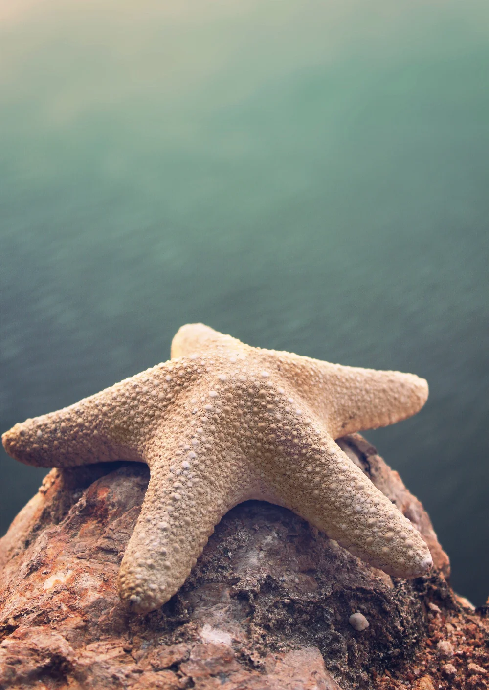 #rockysurface #starfish #seawaterbackground #nature