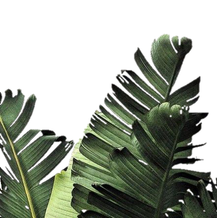 plants tropical leafs border sticker by @savannah-hyde-14