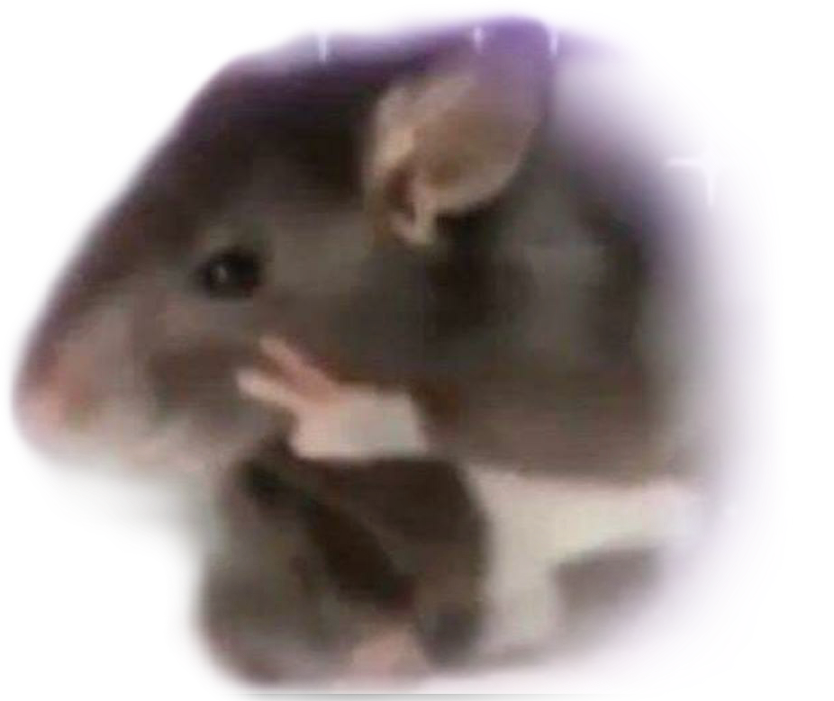 rata freetoedit rata sticker by cataco3