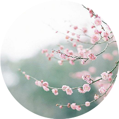 flower 꽃 sakura freetoedit
