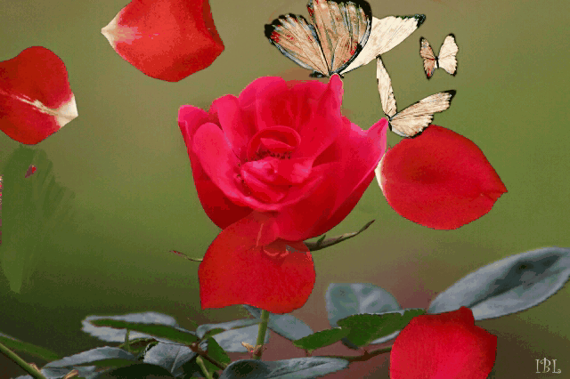 Rosepetals Gif By Rudina Sejdini Rosepetals Gif By Rudina Sejdini
