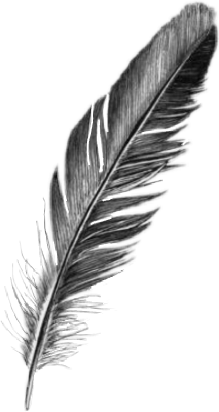 feather aesthetic blackandwhite sticker by @ijskoffieglas