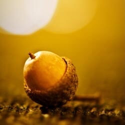 acorn stilllife stilllifephotography freetoedit singlestilllife