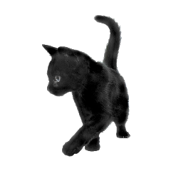cat blackcat kitty kitten freetoedit