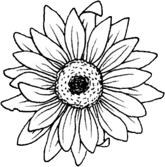 sunflower freetoedit #sunflower sticker by @maddie_629.