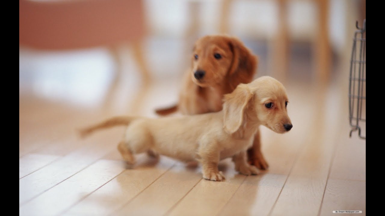 toy dachshund for sale