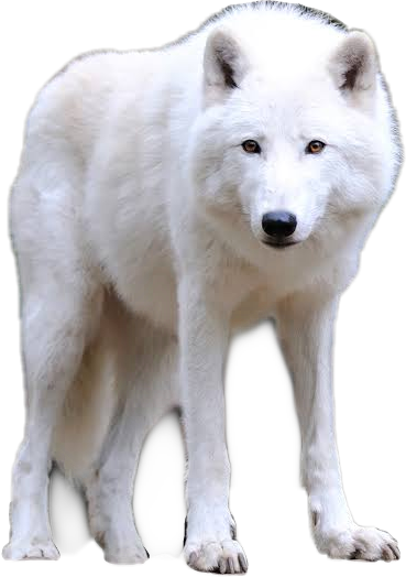 albino wolf dog