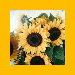 yellow sunflower aesthetic sunfloweraesthetic sunflowers