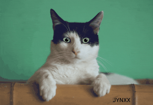 Gif Cat Mocktail Hope Gif By J Y N X X Gif Cat Mocktail Hope Gif By J Y N X X