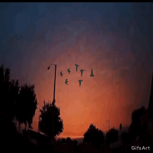 Freetoedit Gif Gifsart Picsart Sky Sunset Birds Flying Freetoedit Gif Gifsart Picsart Sky Sunset Birds Flying