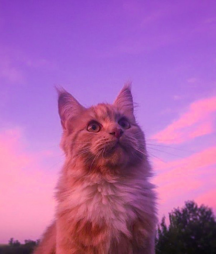 images Purple Cat Aesthetic picsart