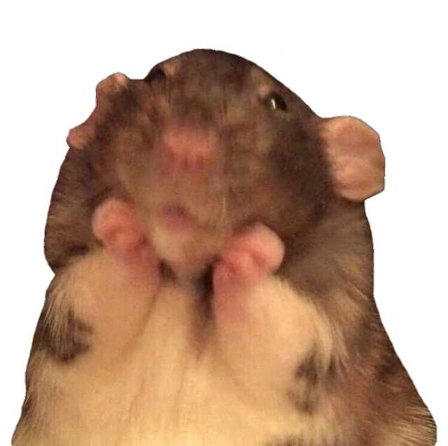 Hamster Meme Funny Sticker By Xiomarazese Hamster Meme Funny Sticker By Xiomarazese