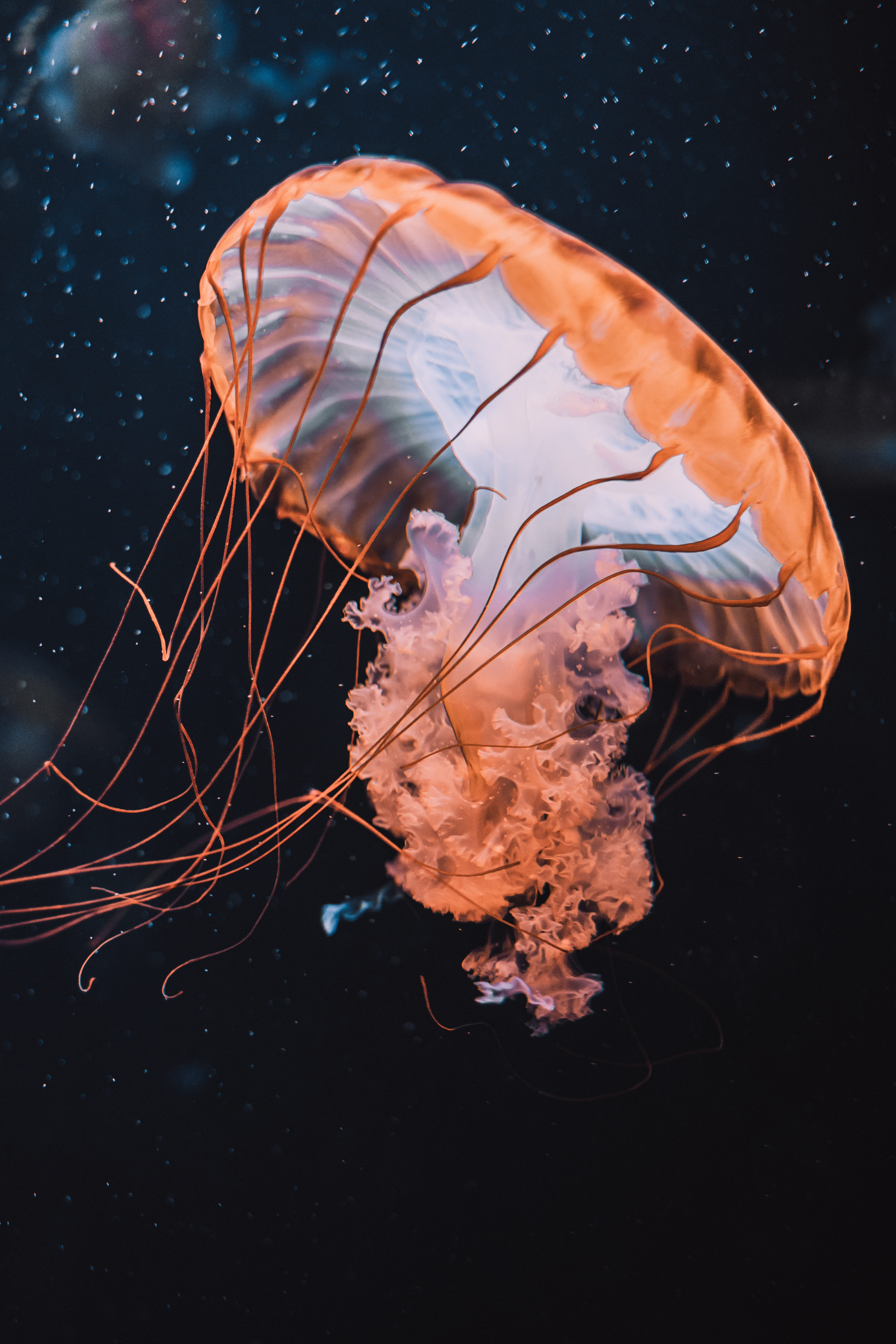 Animal Jellyfish 4k Ultra HD Wallpaper by Marcus Rahm