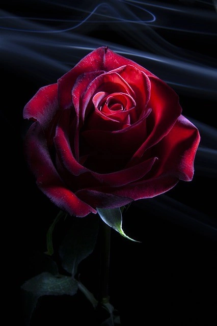  #freetoedit #rose #love