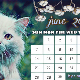 freetoedit calendar2020 2020 cat instagram irclilacinmyhand
