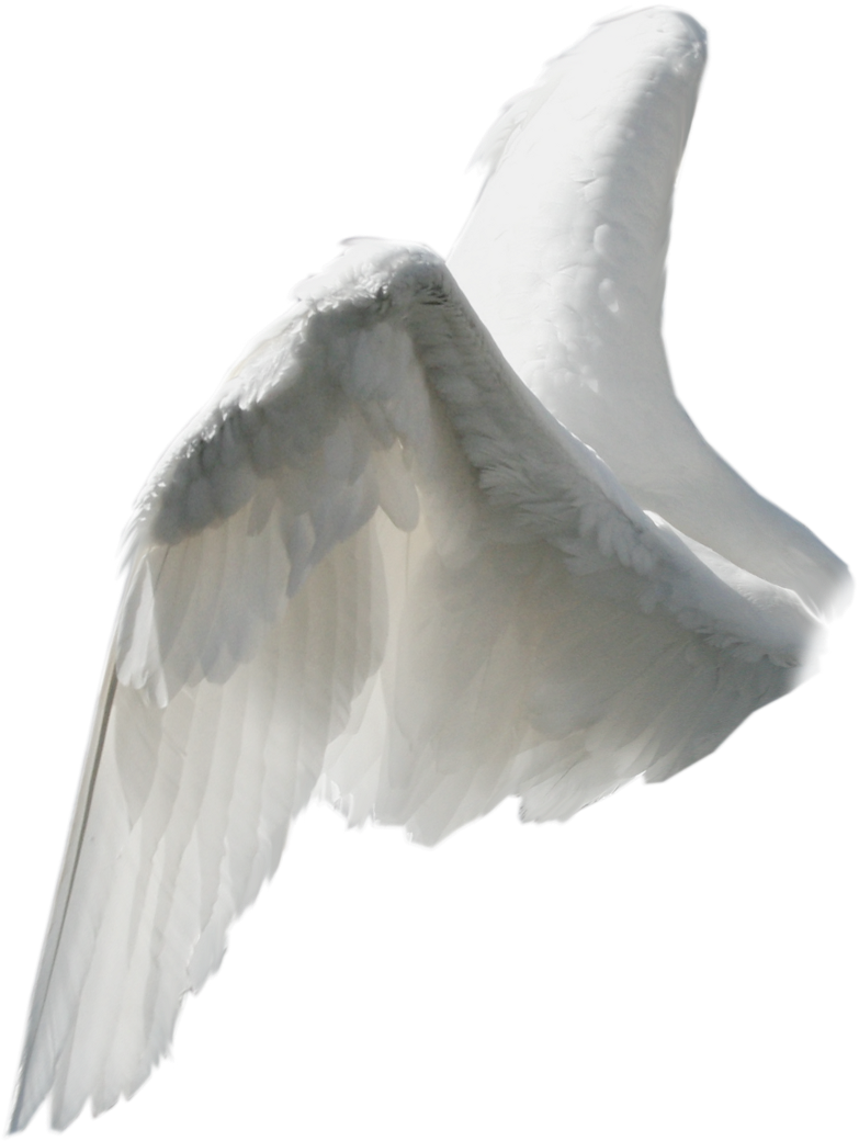 freetoedit angel wings sideview efect sticker by @edulak.