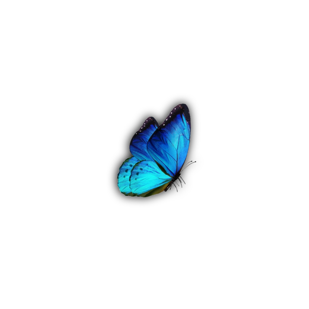 The Coolest Butterfly Stickers on Picsart