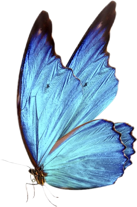 images Neon Butterfly Snapseed Png Background Full Hd Download snapseed background png butterfly