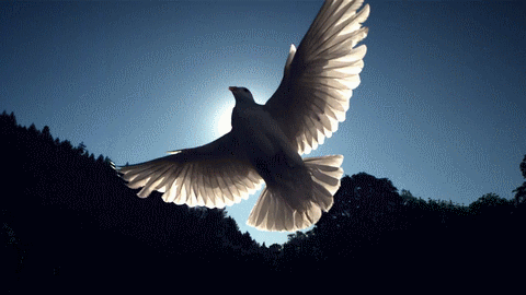 Popular and Trending природа Gifs on PicsArt