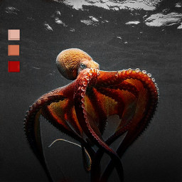 freetoedit eccolorpop colorpop octopus sea