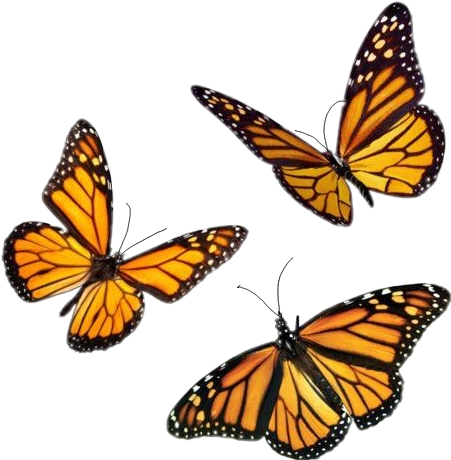 butterfly mariposas tumblr sticker by @10980942485095628443