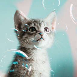 freetoedit cutekitty kitten bubblestickerremix rcbubblebubble bubblebubble