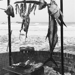 sea fish fishing grill