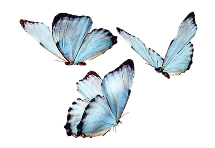Popular And Trending Butterfly Stickers Picsart - aesthetic butterfly roblox icon aesthetic blue