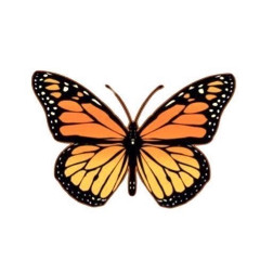 butterfly574