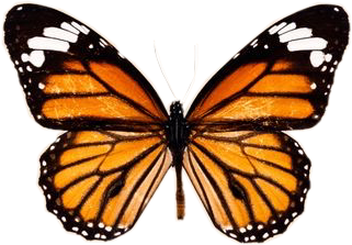freetoedit butterfly orange