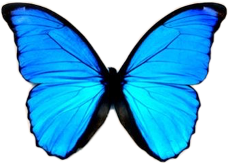 freetoedit blue butterfly