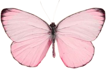 freetoedit pink butterfly pastel