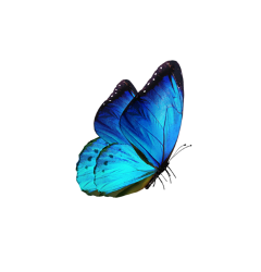 blur butterfly london birthday interesting freetoedit