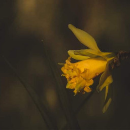 myphoto yellow daffodil flower nature photography freetoedit