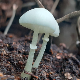 mushroom white forest freetoedit