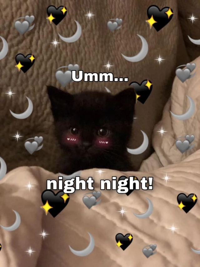 Goodnight Cute Shy Cat Black Meme Image By Deniz Goodnight Cute Shy Cat Black Meme Image By Deniz