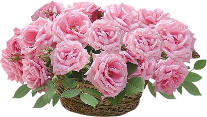flowers roses pink pinkroses freetoedit