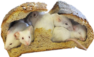rat cottagecore farm animals cute aesthetic freetoedit