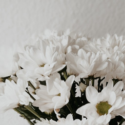 white flowers flowerlover flower freetoedit
