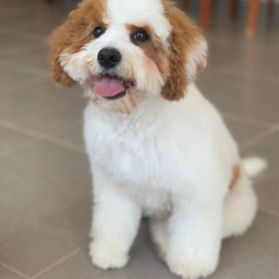 newdo cut haircut style groom fluff fluffball fluffy cavoodle puppy dog puppies canine