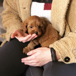 cavoodle dog puppy puppies canine