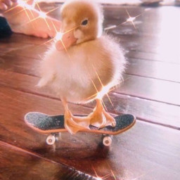 duck cute skateboard