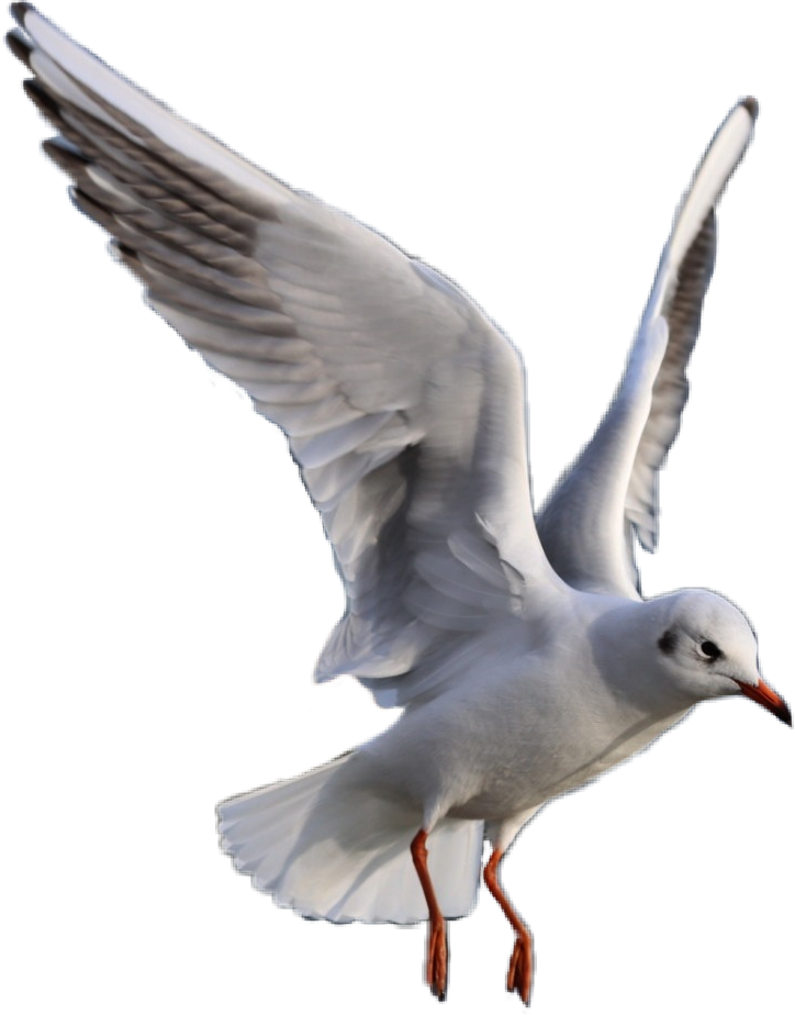 Freetoedit Bird Seagull Flying Sticker By @mscoralrose