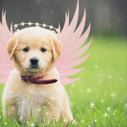 challenge puppy puppydogface angel adorable ecneonwings freetoedit