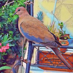 bird birds photo pic picture picsart edited filter magic magicfilter magiceffects magical magicfilters magiceffect nature natural nikon nikond3400 d3400 byme takenbyme picoftheday photography photographer photoediting