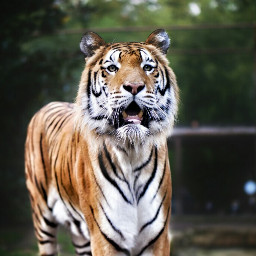 tiger naturephotography e-go picsarts lion animals e